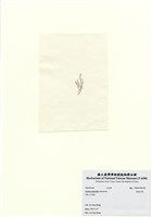 藏品(長枝沙菜)的圖片